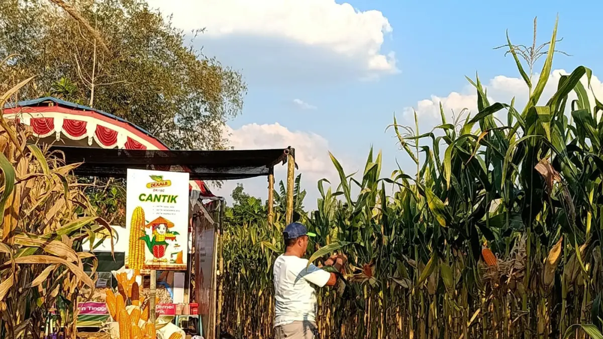 Petani melakukan pengamatan pada lahan demoplot benih jagung hibrida Dekalb DK19C di Ponorogo, Jawa Timur. Melalui inovasi benih jagung dan pendampingan budidaya dari Bayer, potensi hasil dapat mencapai 10 – 12 ton per hektare.