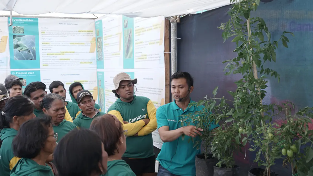 Petani menyimak paparan edukasi dari agronomis Bayer mengenai teknologi insektisida generasi terbaru Bayer: Camalus di Desa Mardinding, Kabupaten Simalungun, Sumatra Utara.