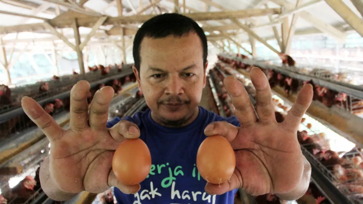 Pekerja mengambil telur dari kandang ayam petelur di kawasan Tangerang Selatan, Rabu (8/7/2026). (Dery Ridwansah/ JawaPos.com)