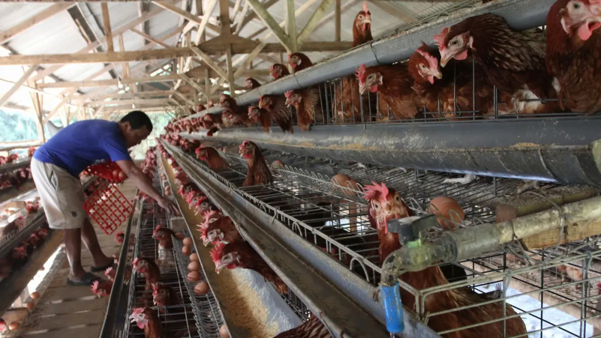 Pekerja mengambil telur dari kandang ayam petelur di kawasan Tangerang Selatan, Rabu (8/7/2026). (Dery Ridwansah/ JawaPos.com)