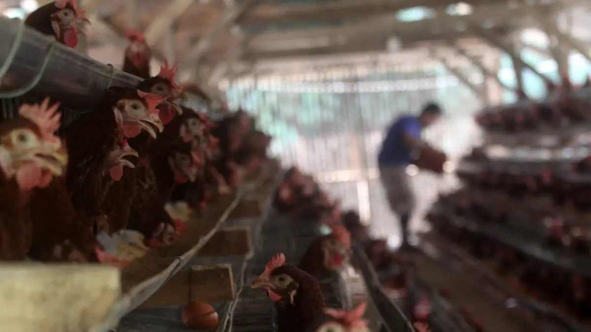 Pekerja mengambil telur dari kandang ayam petelur di kawasan Tangerang Selatan, Rabu (8/7/2026). (Dery Ridwansah/ JawaPos.com)
