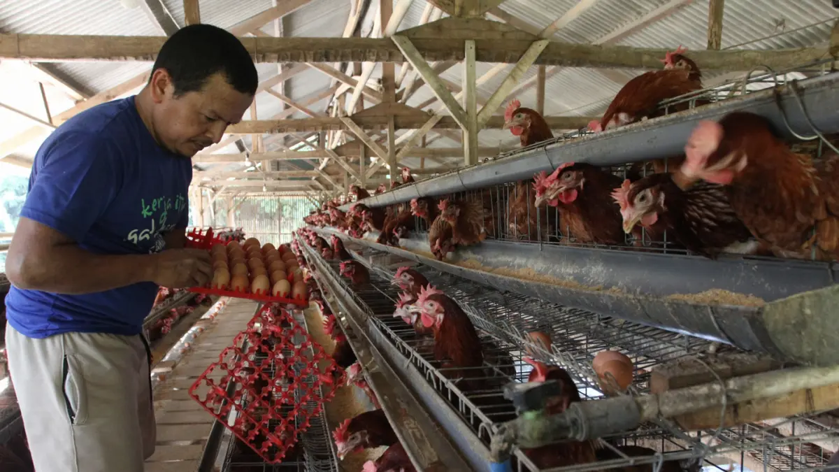 Stabilisasi Harga Telur Ayam - Image