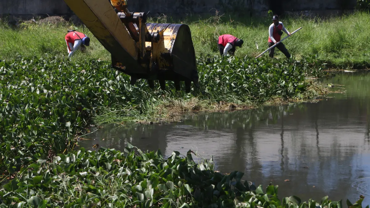 Petugas Dinas Pekerjaan Umum (DPU) Kota Semarang mengoperasikan ekskavator untuk mengangkat hamparan eceng gondok yang menutupi hampir seluruh permukaan Kali Baru di Kelurahan Bandarharjo, Kecamatan Semarang Utara,Jawa Tengah,Selasa (8/7/2026)