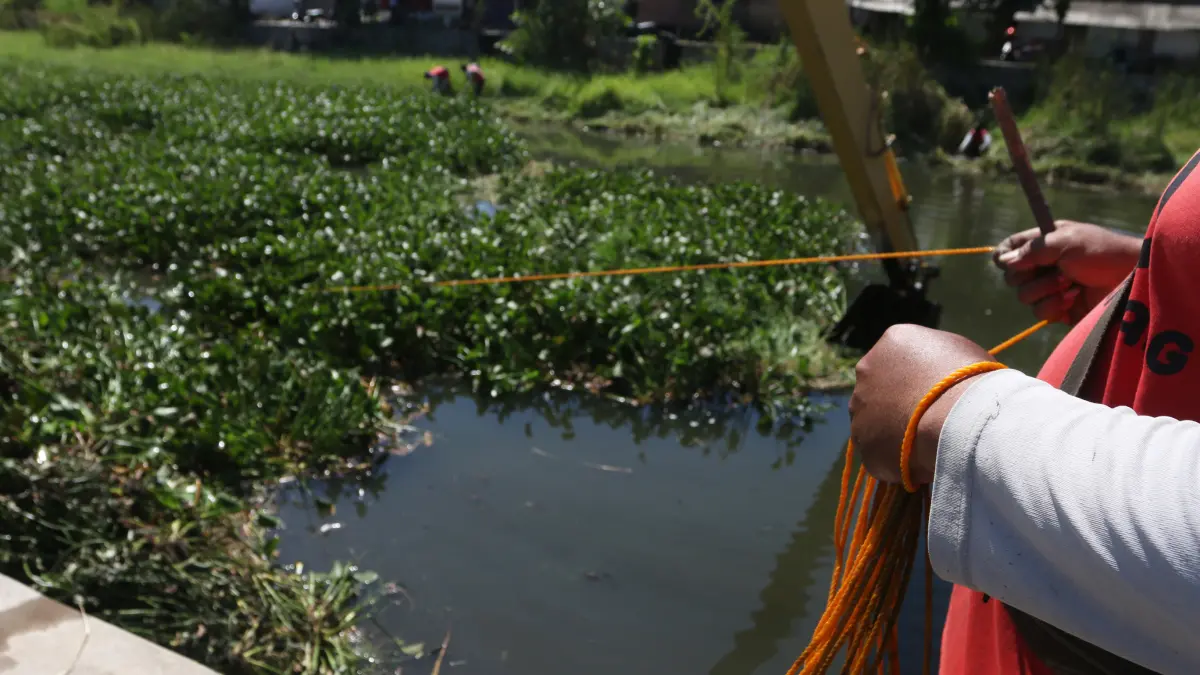 Petugas Dinas Pekerjaan Umum (DPU) mengoperasikan ekskavator dan TaliJangkar untuk mengangkat hamparan eceng gondok yang menutupi hampir seluruh permukaan Kali Baru di Kelurahan Bandarharjo, Kecamatan Semarang Utara,Jawa Tengah,Selasa (8/7/2026)