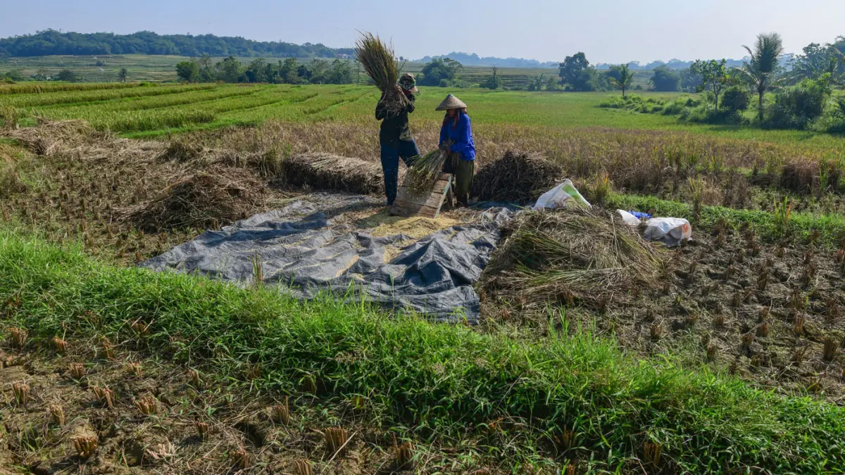 Petani membawa hasil panen padi yang gagal di Desa Weninggalih, Jonggol, Bogor, Minggu (05/07/2026). (Dery Ridwansah/ JawaPos.com)