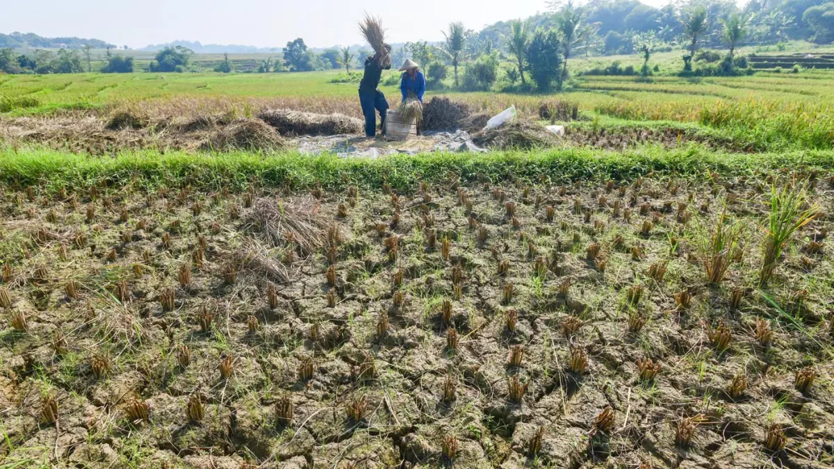 Petani membawa hasil panen padi yang gagal di Desa Weninggalih, Jonggol, Bogor, Minggu (05/07/2026). (Dery Ridwansah/ JawaPos.com)