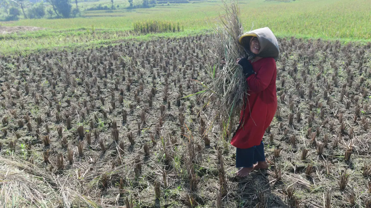 Petani membawa hasil panen padi yang gagal di Desa Weninggalih, Jonggol, Bogor, Minggu (05/07/2026). (Dery Ridwansah/ JawaPos.com)