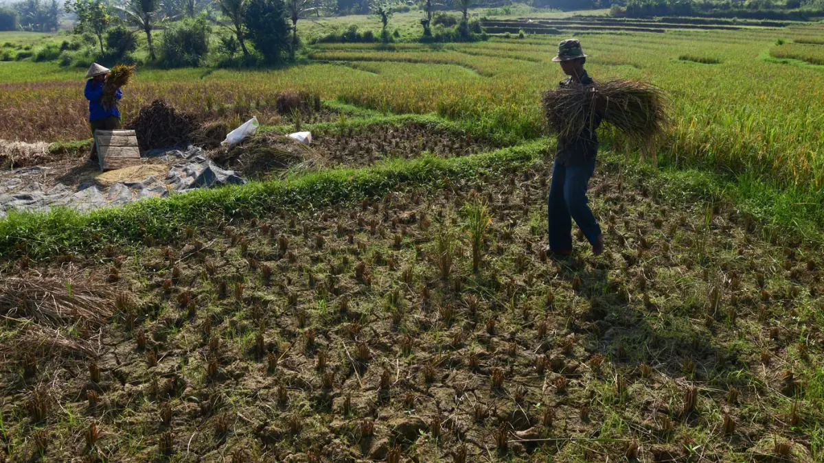 Petani membawa hasil panen padi yang gagal di Desa Weninggalih, Jonggol, Bogor, Minggu (05/07/2026). (Dery Ridwansah/ JawaPos.com)