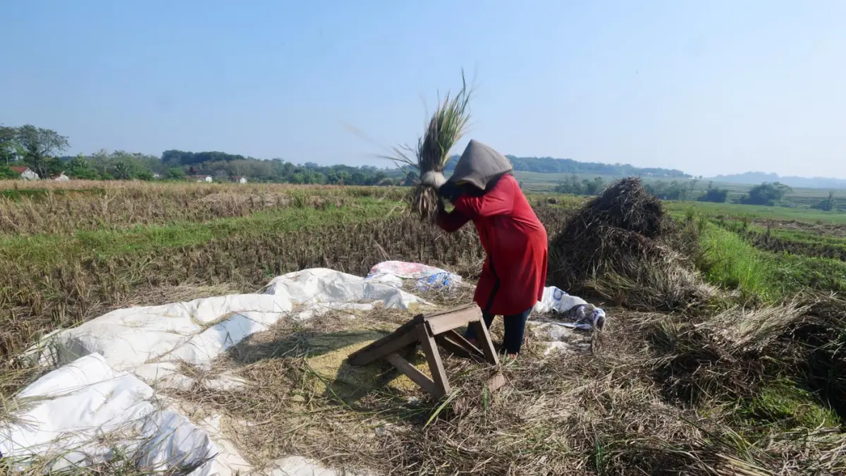 Petani membawa hasil panen padi yang gagal di Desa Weninggalih, Jonggol, Bogor, Minggu (05/07/2026). (Dery Ridwansah/ JawaPos.com)
