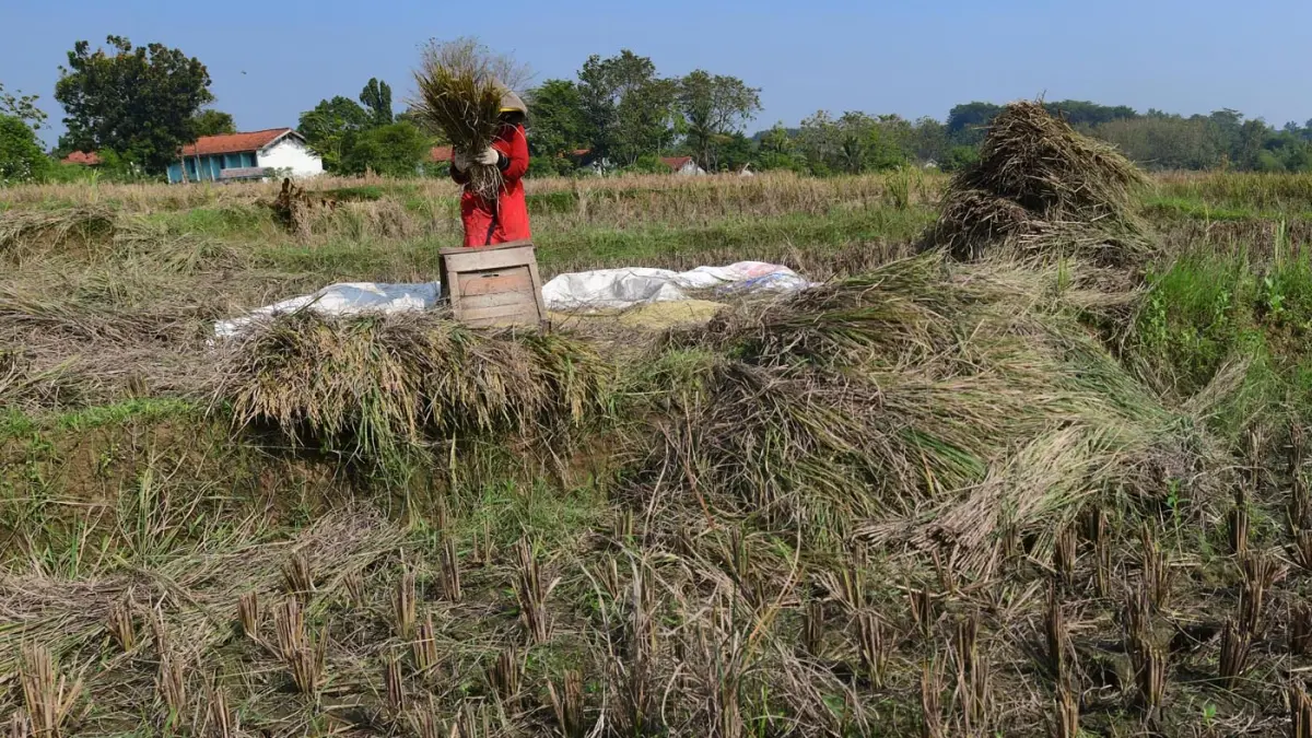 Petani membawa hasil panen padi yang gagal di Desa Weninggalih, Jonggol, Bogor, Minggu (05/07/2026). (Dery Ridwansah/ JawaPos.com)