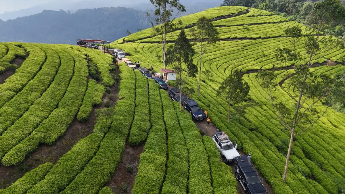 TLCI Jayaraya event overland “Nomadic-4 Adventure Awaits” susuri perkebunan teh. (TLCI)