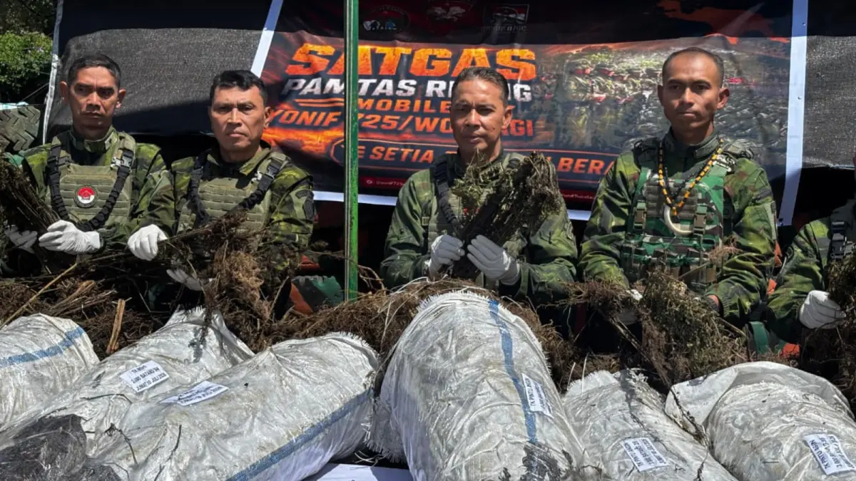 Panglima Kogabwilhan III Letjen TNI Lucky Avianto menunjukkan hasil temuan Satgas Pamtas TNI di Yahukimo berupa ribuan batang pohon ganja siap panen. (Kogabwilhan III) - Image