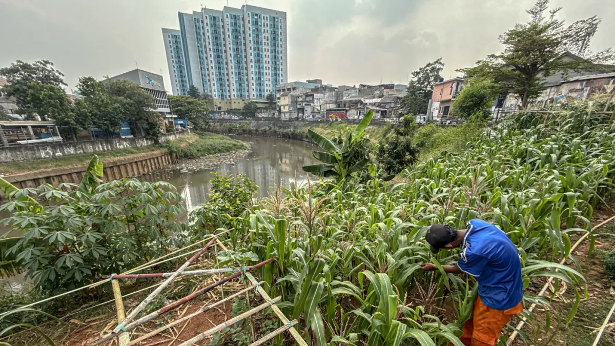 Sejumlah anggota PPSU Jatinegara merawat tanaman jagung di sepadan sungai Ciliwung di Jatinegara, Jakarta, Senin (20/07/2026). (Hanung Hambara/Jawa Pos)
