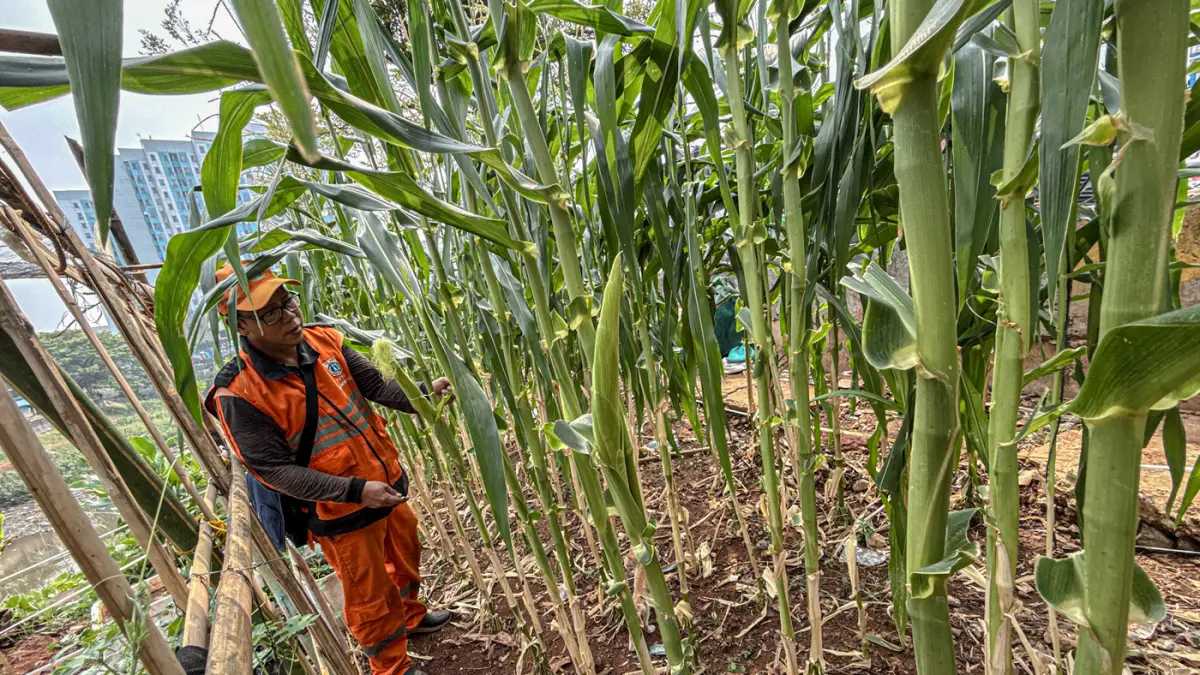 Sejumlah anggota PPSU Jatinegara merawat tanaman jagung di sepadan sungai Ciliwung di Jatinegara, Jakarta, Senin (20/07/2026). (Hanung Hambara/Jawa Pos)