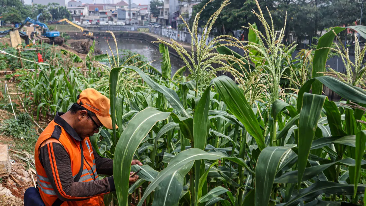 Sejumlah anggota PPSU Jatinegara merawat tanaman jagung di sepadan sungai Ciliwung di Jatinegara, Jakarta, Senin (20/07/2026). (Hanung Hambara/Jawa Pos)