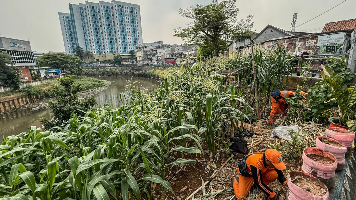 Sejumlah anggota PPSU Jatinegara merawat tanaman jagung di sepadan sungai Ciliwung di Jatinegara, Jakarta, Senin (20/07/2026). (Hanung Hambara/Jawa Pos)
