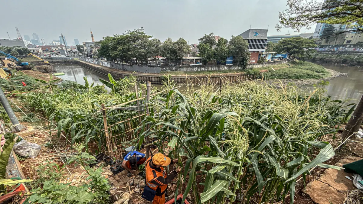 Sejumlah anggota PPSU Jatinegara merawat tanaman jagung di sepadan sungai Ciliwung di Jatinegara, Jakarta, Senin (20/07/2026). (Hanung Hambara/Jawa Pos)