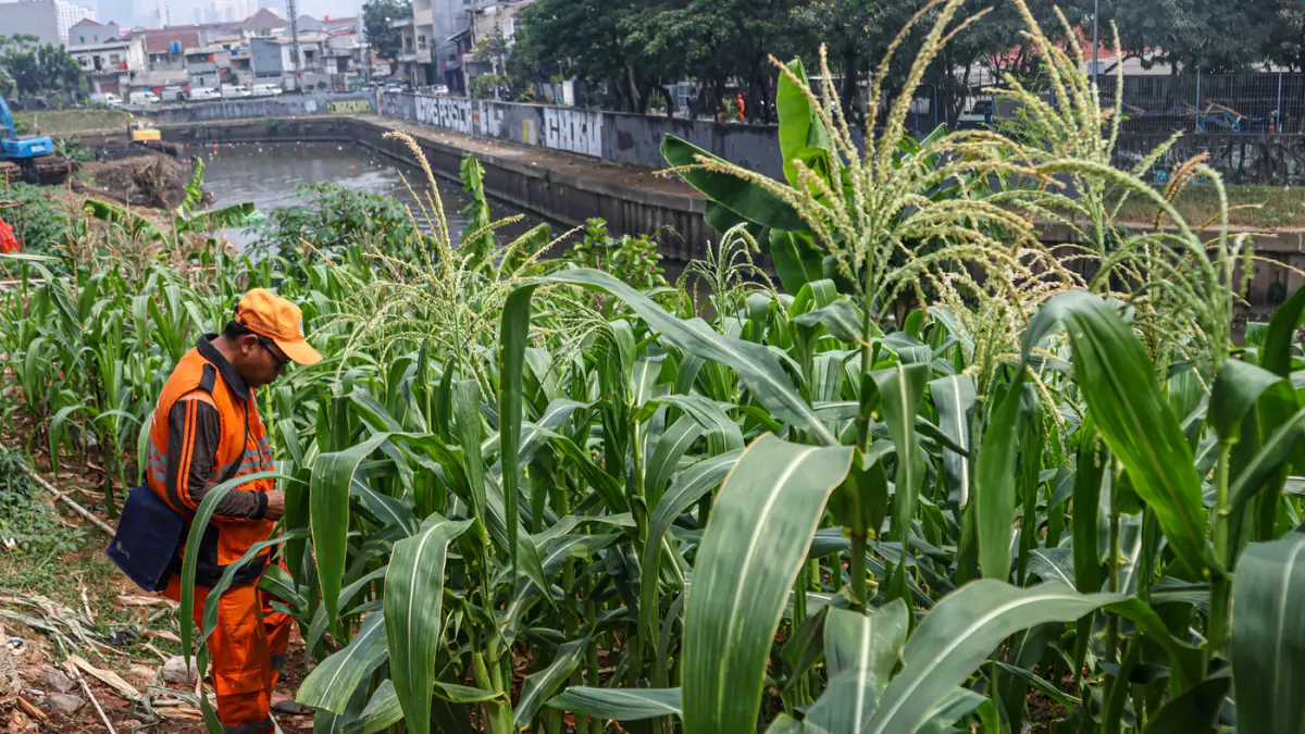 Sejumlah anggota PPSU Jatinegara merawat tanaman jagung di sepadan sungai Ciliwung di Jatinegara, Jakarta, Senin (20/07/2026). (Hanung Hambara/Jawa Pos)