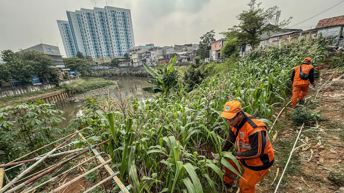 Pemanfaatan Lahan Tidur Untuk Kebun Jagung - Image