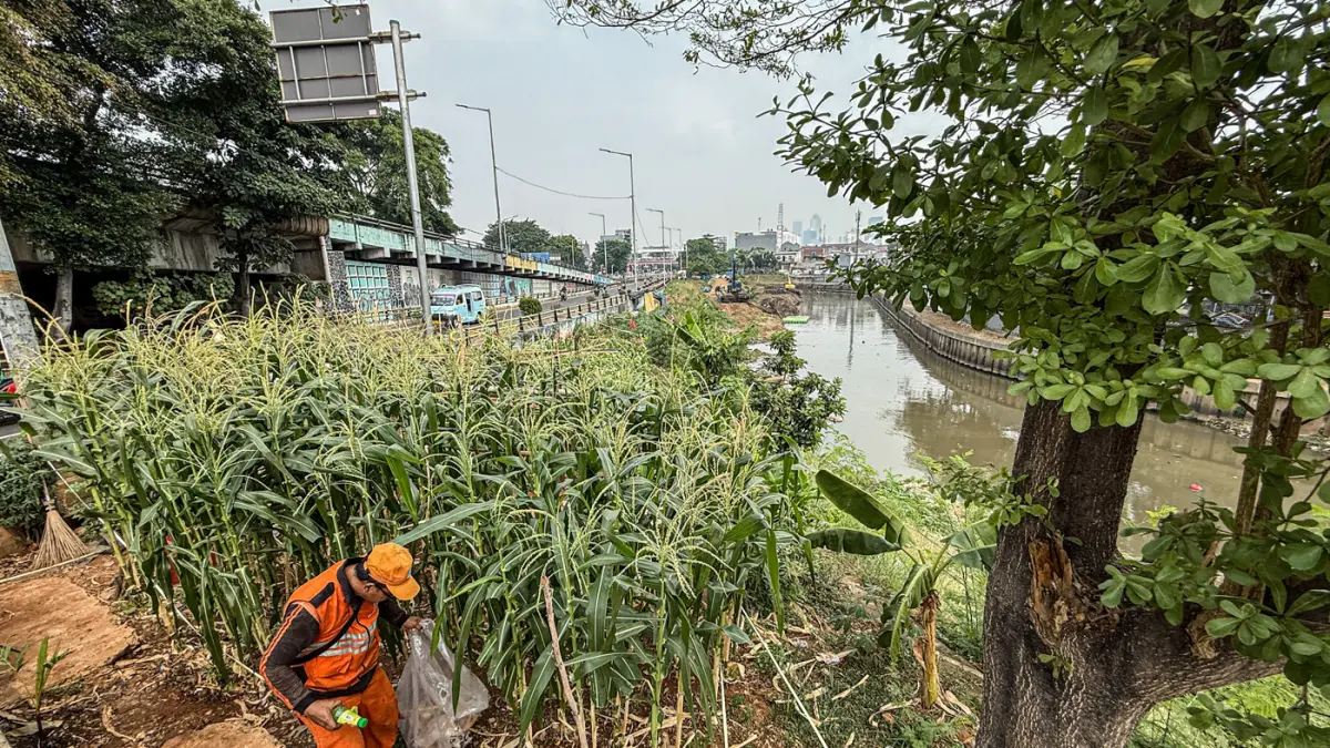 Sejumlah anggota PPSU Jatinegara merawat tanaman jagung di sepadan sungai Ciliwung di Jatinegara, Jakarta, Senin (20/07/2026). (Hanung Hambara/Jawa Pos)