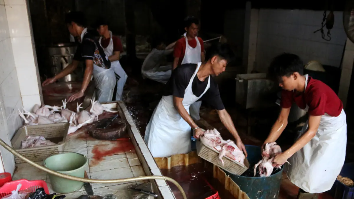 Dampak MBG Harga Ayam Potong Melonjak - Image