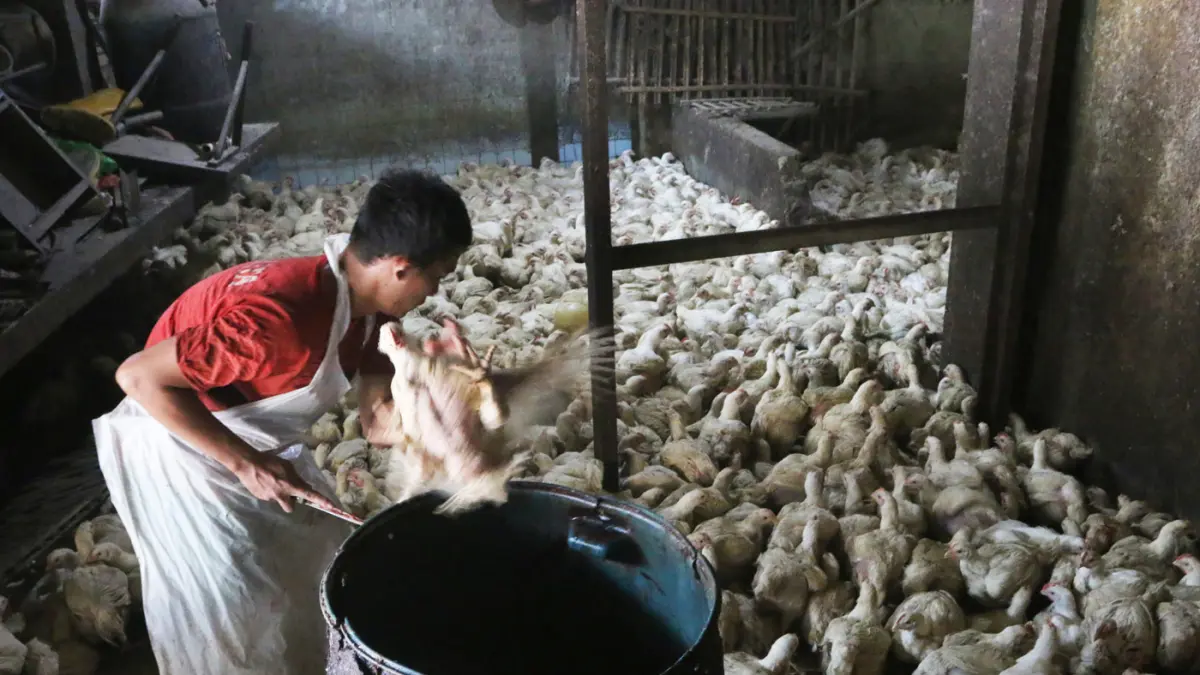 Pekerja menyembelih ayam potong di Rumah Potong Hewan (RPH) UD Budi Berkah di Pasar Peterongan,kota Semarang,Jawa Tengah, Selasa (21/7/2026). (Nur Chamim/Jawa Pos Radar Semarang)