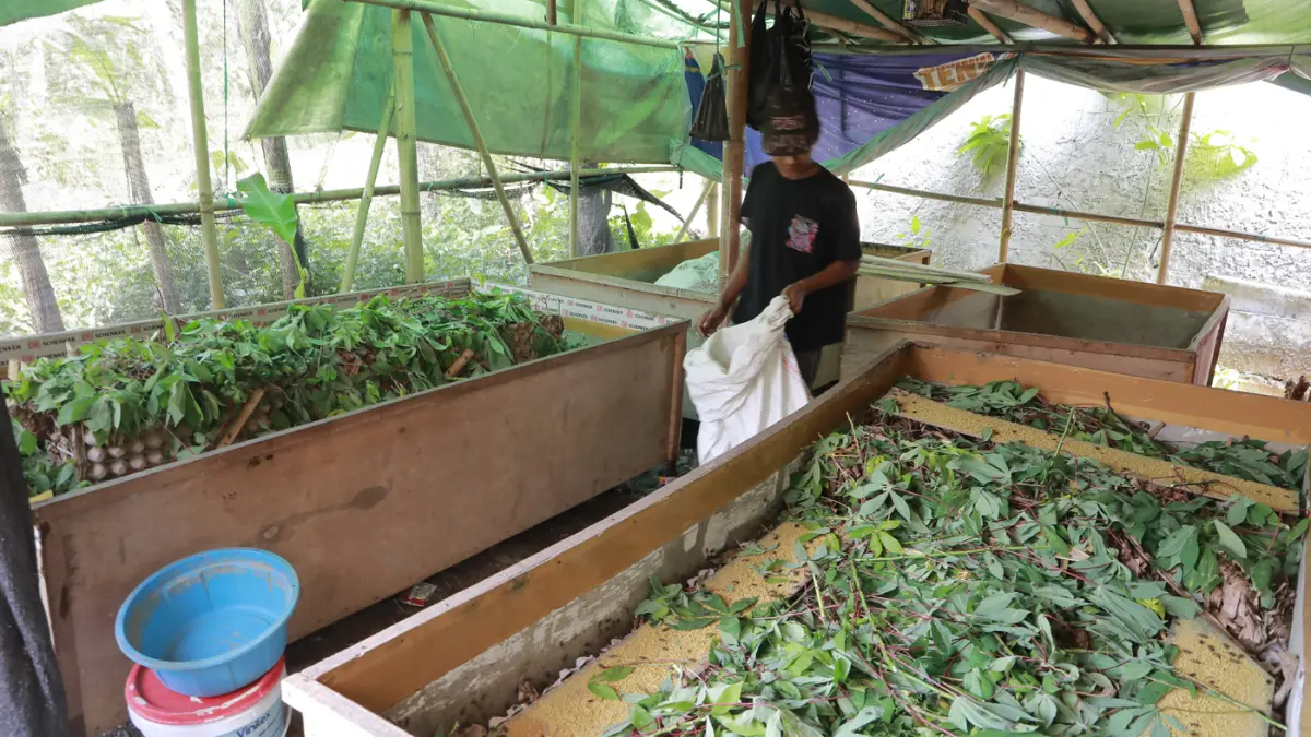 Warga merawat jangkrik yang ditetaskan dari telur di Kampung Pasiron, Kelurahan Curug, Kecamatan Bojongsari, Kota Depok, Jawa Barat, Senin (20/7/2026). (Dery Ridwansah/ JawaPos.com)