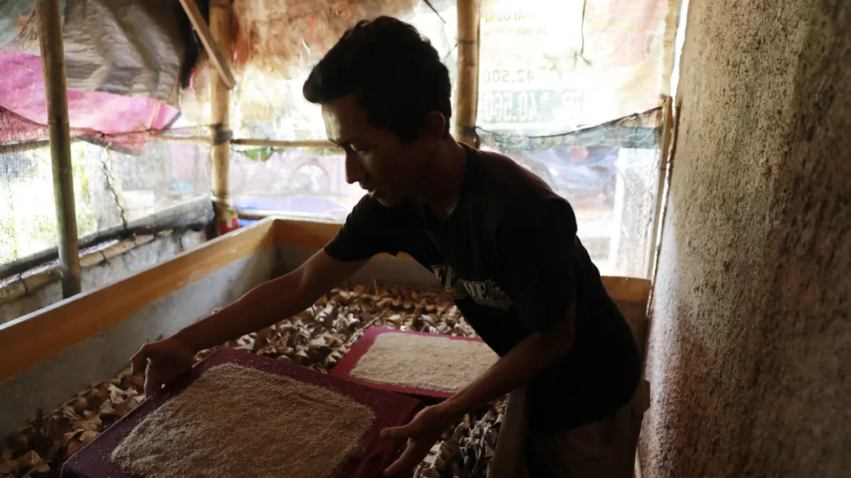 Warga merawat jangkrik yang ditetaskan dari telur di Kampung Pasiron, Kelurahan Curug, Kecamatan Bojongsari, Kota Depok, Jawa Barat, Senin (20/7/2026). (Dery Ridwansah/ JawaPos.com)