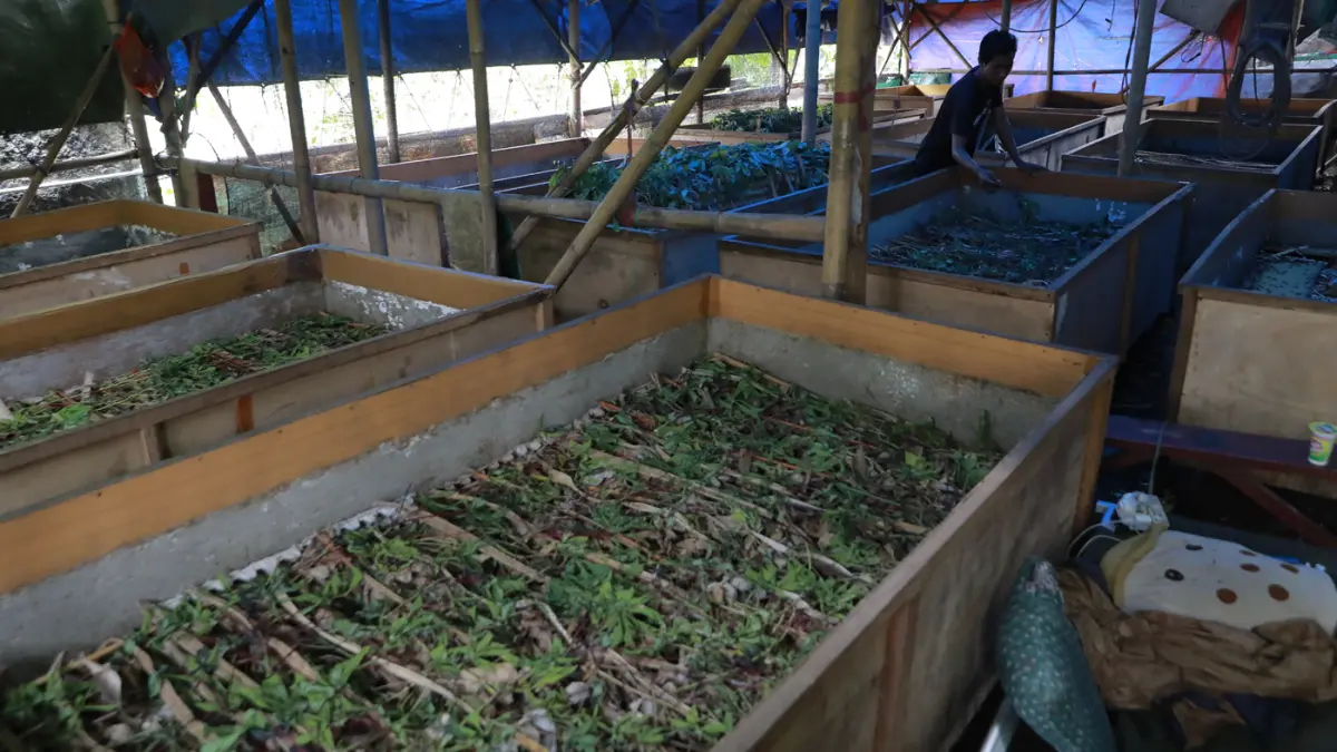Warga merawat jangkrik yang ditetaskan dari telur di Kampung Pasiron, Kelurahan Curug, Kecamatan Bojongsari, Kota Depok, Jawa Barat, Senin (20/7/2026). (Dery Ridwansah/ JawaPos.com)