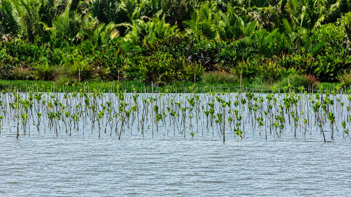 Program M4CR menargetkan pemulihan 32.634 hektare mangrove hingga 2027 di Riau, Sumatera Utara, Kalimantan Timur, dan Kalimantan Utara.