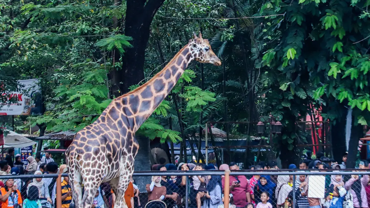 24 Pelamar Berebut 3 Kursi Direksi Kebun Binatang Surabaya, Pemkot Cari Sosok Berjiwa Konservasi - Image
