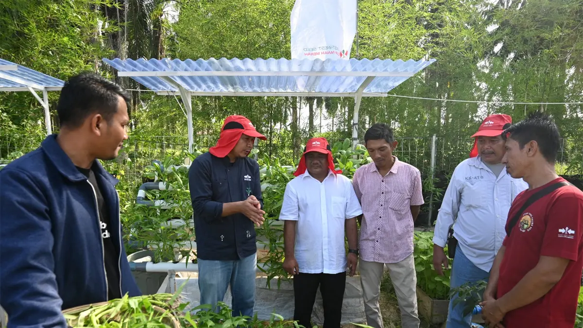 Kembangkan Budidaya Tanaman Sayur dan Lele, Penghuni Huntara di Aceh Tamiang Masuki Musim Panen