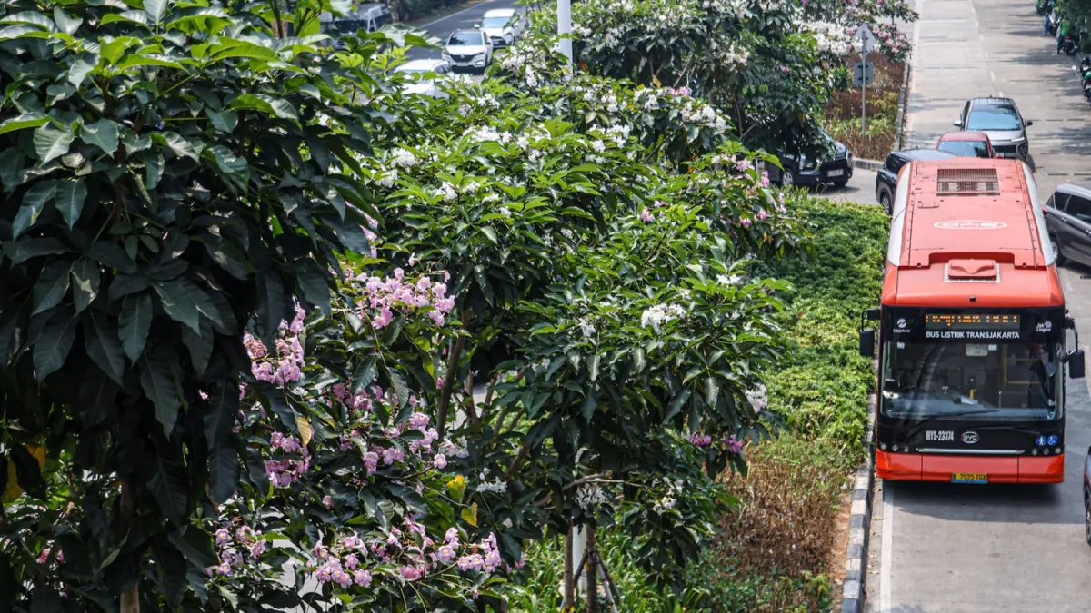pohon tabebuya yang mekar di Jalan Lenteng Agung, Jakarta, Senin (24/08/2026). (Hanung Hambara/Jawa Pos)