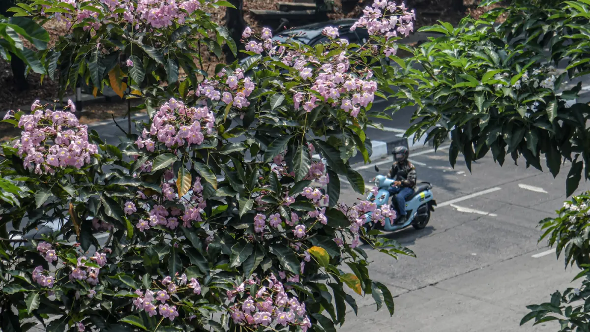 pohon tabebuya yang mekar di Jalan Lenteng Agung, Jakarta, Senin (24/08/2026). (Hanung Hambara/Jawa Pos)
