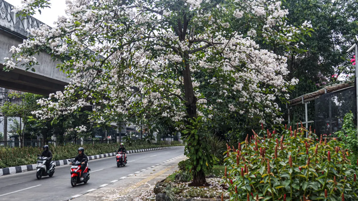 pohon tabebuya yang mekar di Jalan Lenteng Agung, Jakarta, Senin (24/08/2026). (Hanung Hambara/Jawa Pos)