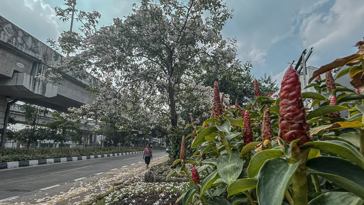 pohon tabebuya yang mekar di Jalan Lenteng Agung, Jakarta, Senin (24/08/2026). (Hanung Hambara/Jawa Pos)