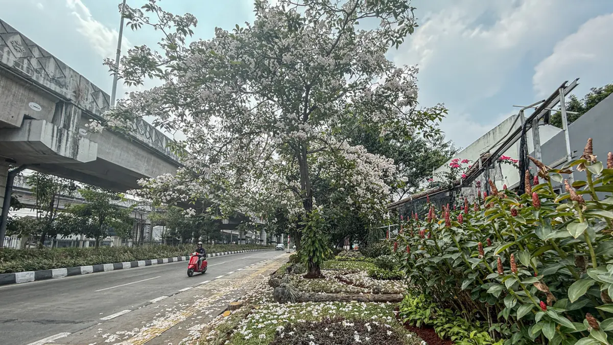 pohon tabebuya yang mekar di Jalan Lenteng Agung, Jakarta, Senin (24/08/2026). (Hanung Hambara/Jawa Pos)