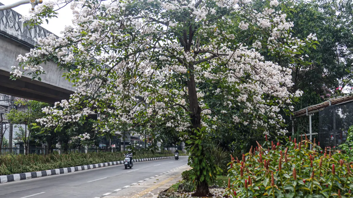 pohon tabebuya yang mekar di Jalan Lenteng Agung, Jakarta, Senin (24/08/2026). (Hanung Hambara/Jawa Pos)