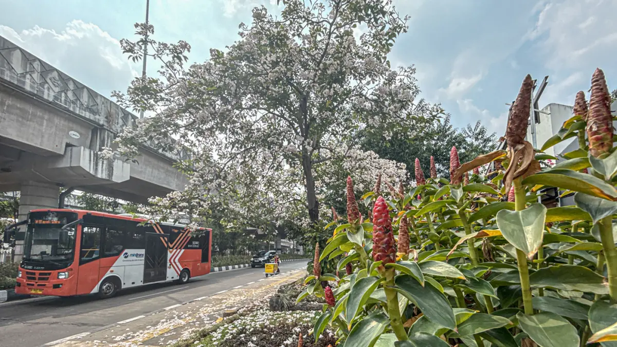 Pesona Tabebuya Mekar di Jalan Lenteng Agung - Image