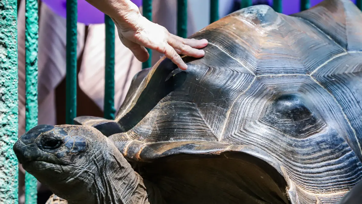 Kura-Kura Aldabra (Aldabrachelys gigantea) dengan berat mencapai 100 kilogram dipamerkan kepada pengunjung Kebun Binatang Surabaya (KBS), Senin (31/8/2026). (Riana Setiawan/ Jawa Pos)