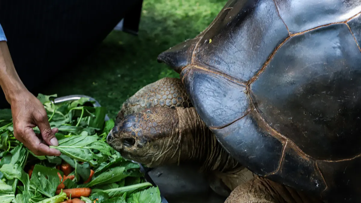 Kura-Kura Aldabra (Aldabrachelys gigantea) dengan berat mencapai 100 kilogram dipamerkan kepada pengunjung Kebun Binatang Surabaya (KBS), Senin (31/8/2026). (Riana Setiawan/ Jawa Pos)