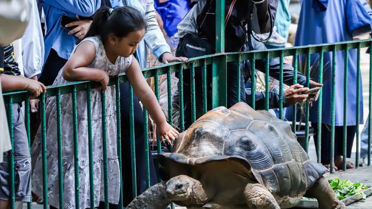 KBS Perkenalkan Kura-Kura Raksasa Aldabra Asal iZoo Jepang - Image
