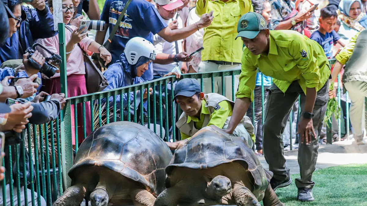 Kura-Kura Aldabra (Aldabrachelys gigantea) dengan berat mencapai 100 kilogram dipamerkan kepada pengunjung Kebun Binatang Surabaya (KBS), Senin (31/8/2026). (Riana Setiawan/ Jawa Pos)
