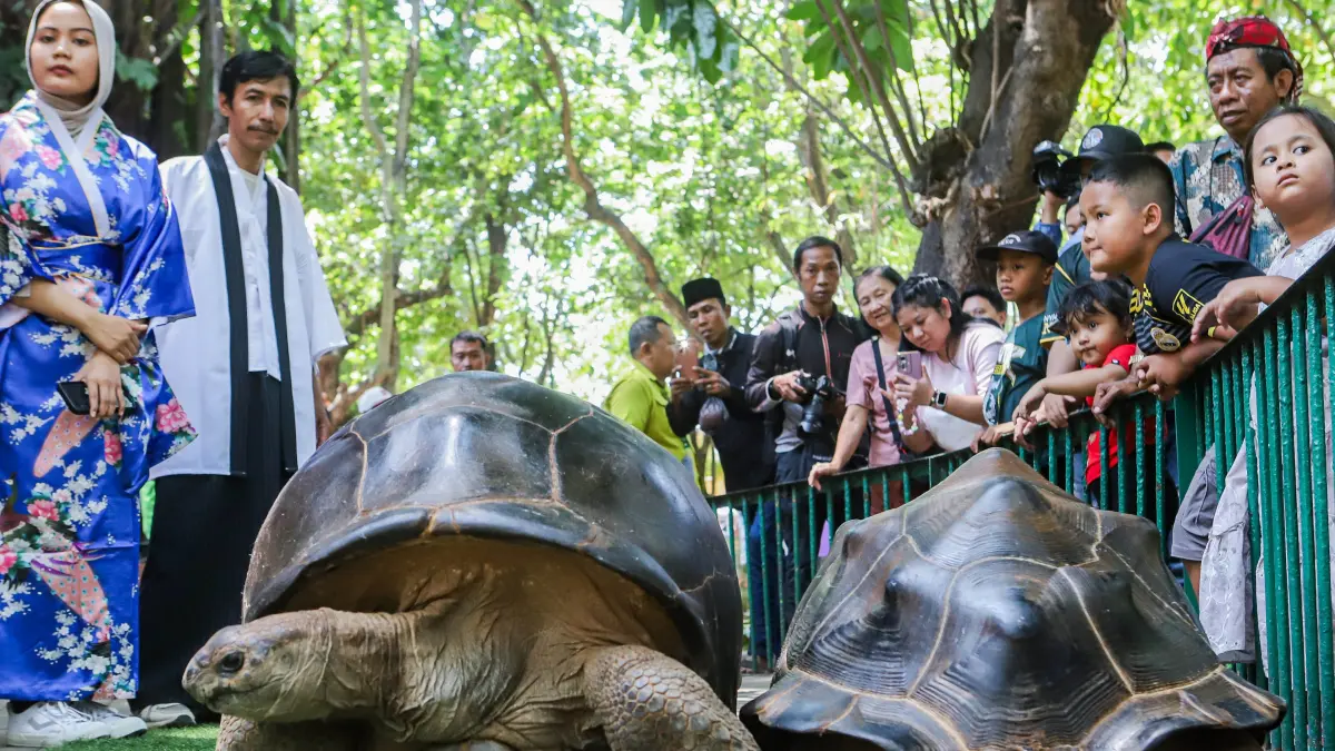 Kura-Kura Aldabra (Aldabrachelys gigantea) dengan berat mencapai 100 kilogram dipamerkan kepada pengunjung Kebun Binatang Surabaya (KBS), Senin (31/8/2026). (Riana Setiawan/ Jawa Pos)