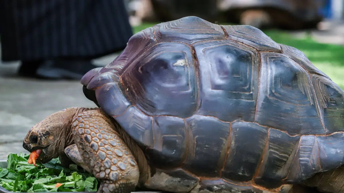 Kura-Kura Aldabra (Aldabrachelys gigantea) dengan berat mencapai 100 kilogram dipamerkan kepada pengunjung Kebun Binatang Surabaya (KBS), Senin (31/8/2026). (Riana Setiawan/ Jawa Pos)