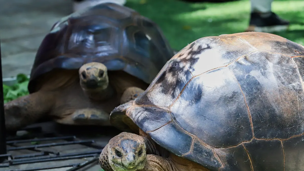 Kura-Kura Aldabra (Aldabrachelys gigantea) dengan berat mencapai 100 kilogram dipamerkan kepada pengunjung Kebun Binatang Surabaya (KBS), Senin (31/8/2026). (Riana Setiawan/ Jawa Pos)