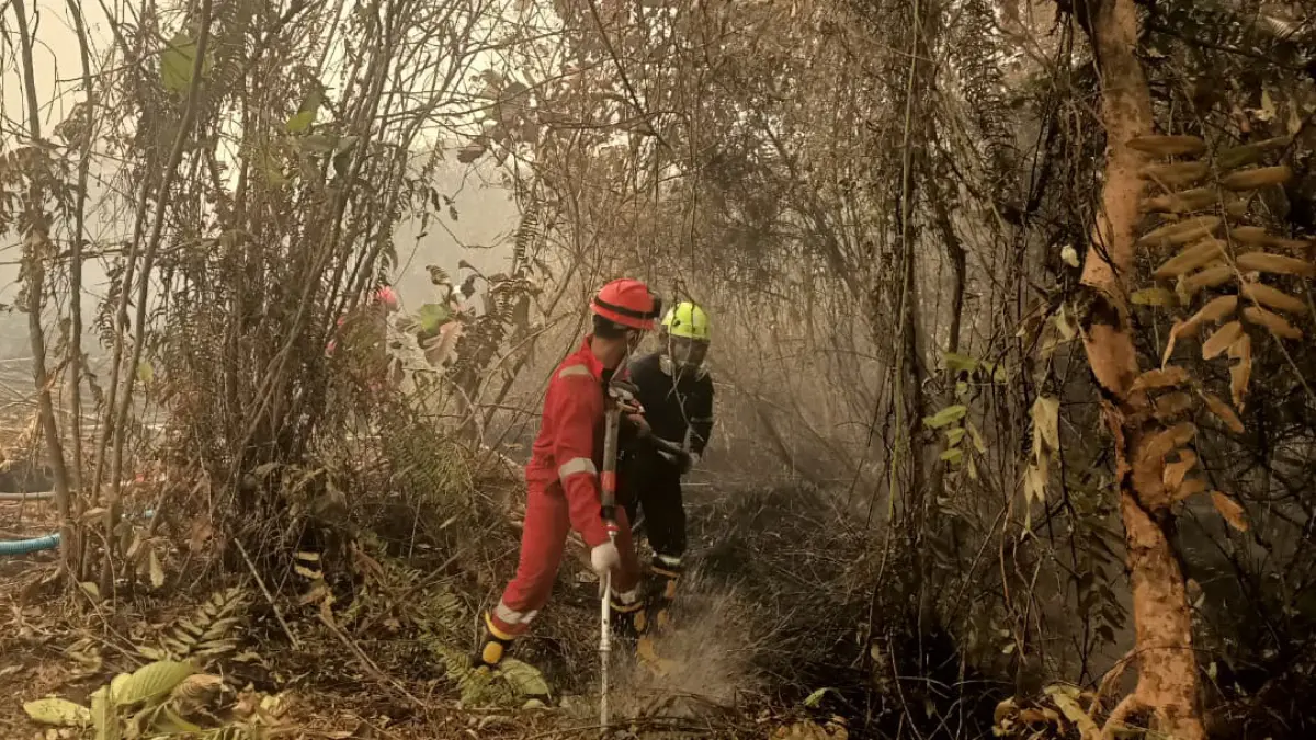 PT Timah Kerahkan 15 Fire Fighter Tangani Karhutla di Kalimantan Barat - Image