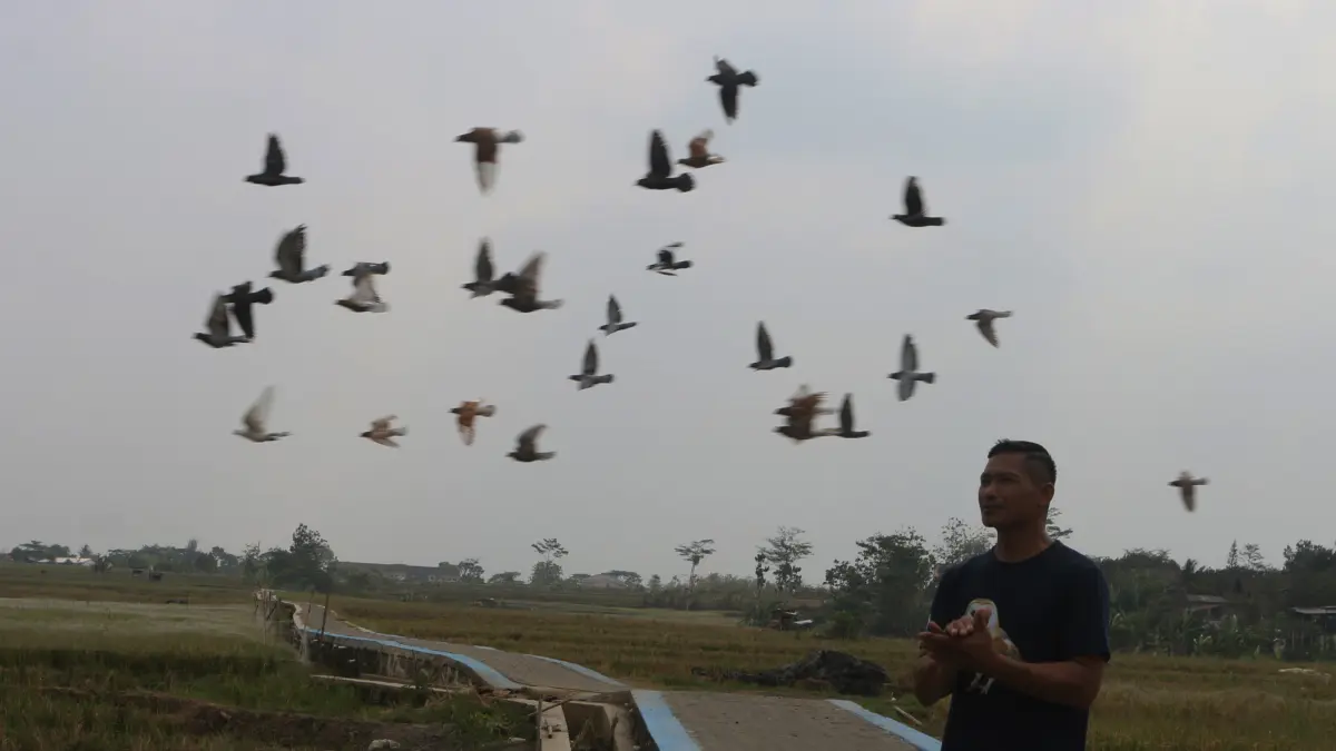 Petugas konservasi memasukkan memanggil burung hantu ke kandang di area persawahan Tambangan, Mijen, Semarang, Jawa Tengah, Kamis (10/9/2026)