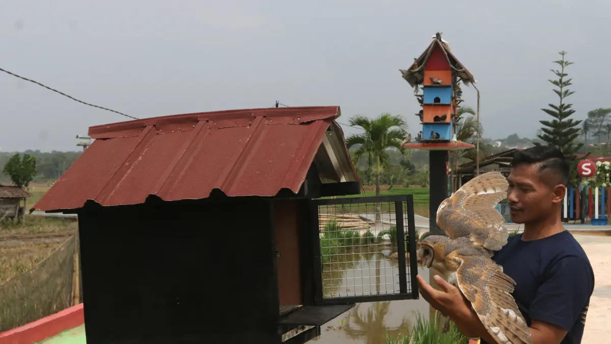 Konservasi Burung Hantu Untuk Pertanian - Image