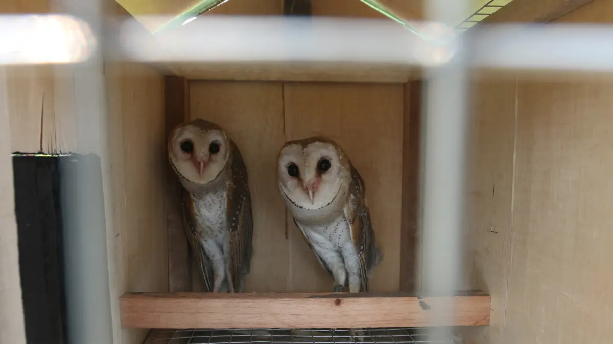 Petugas konservasi memeriksa kondisi dua ekor burung hantu (Tyto alba) di dalam kandangnya di area persawahan Tambangan, Mijen, Semarang, Jawa Tengah, Kamis (10/9/2026)